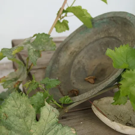 Gul Hanim House Boutique מלון ניקוסיה