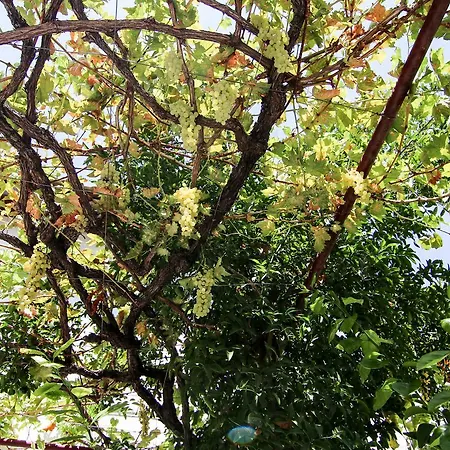 Gul Hanim House Boutique فندق