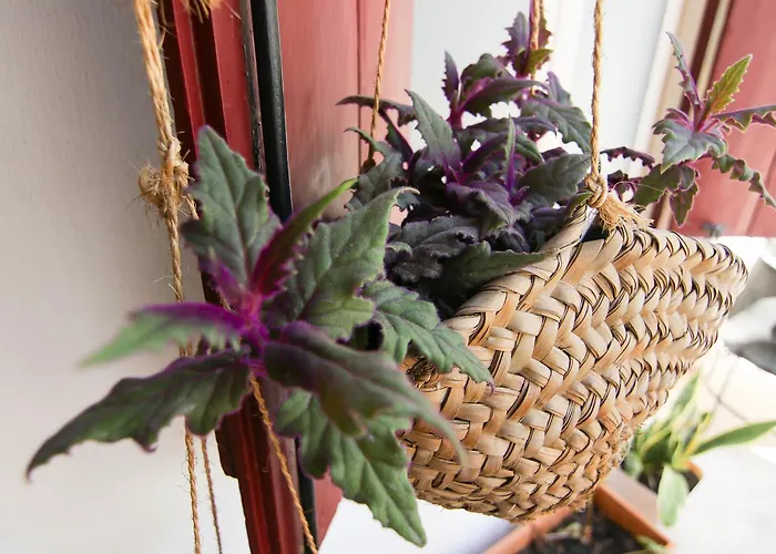 Gul Hanim House Boutique 3*